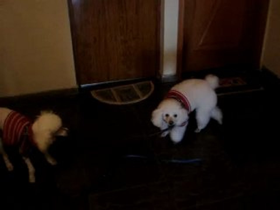WILLY & GÁBRIO