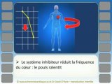 Cohérence Cardiaque - Vidéo 1