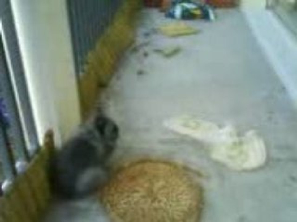 La dur vie de lapin (defoulage sur le balcon l'hiver 2)