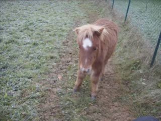 mon powny chérii !!!