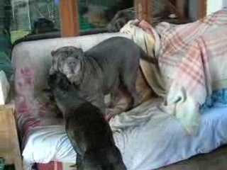jeu de chiens
