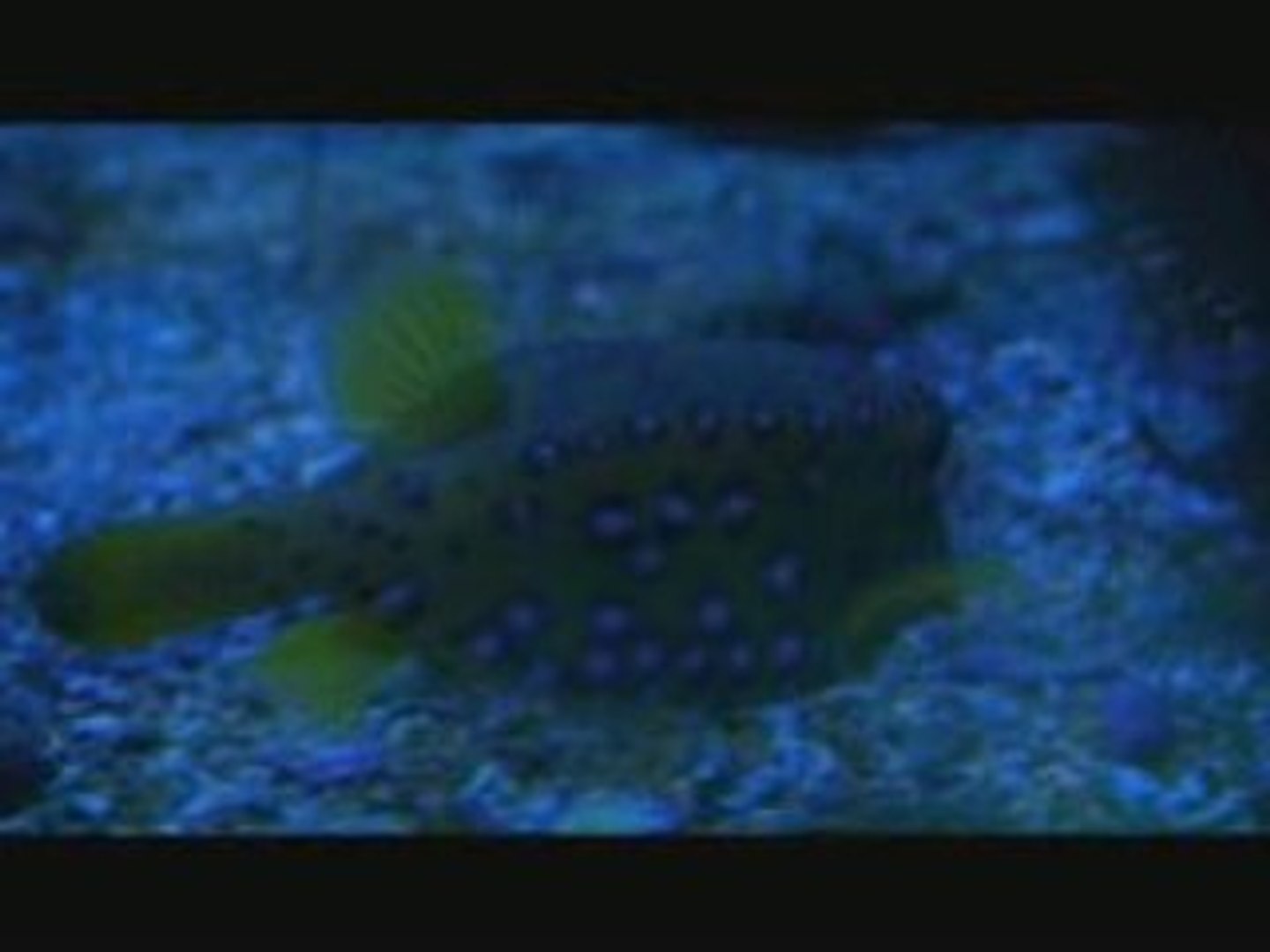 ⁣Dailymotion - AQUARIUM,