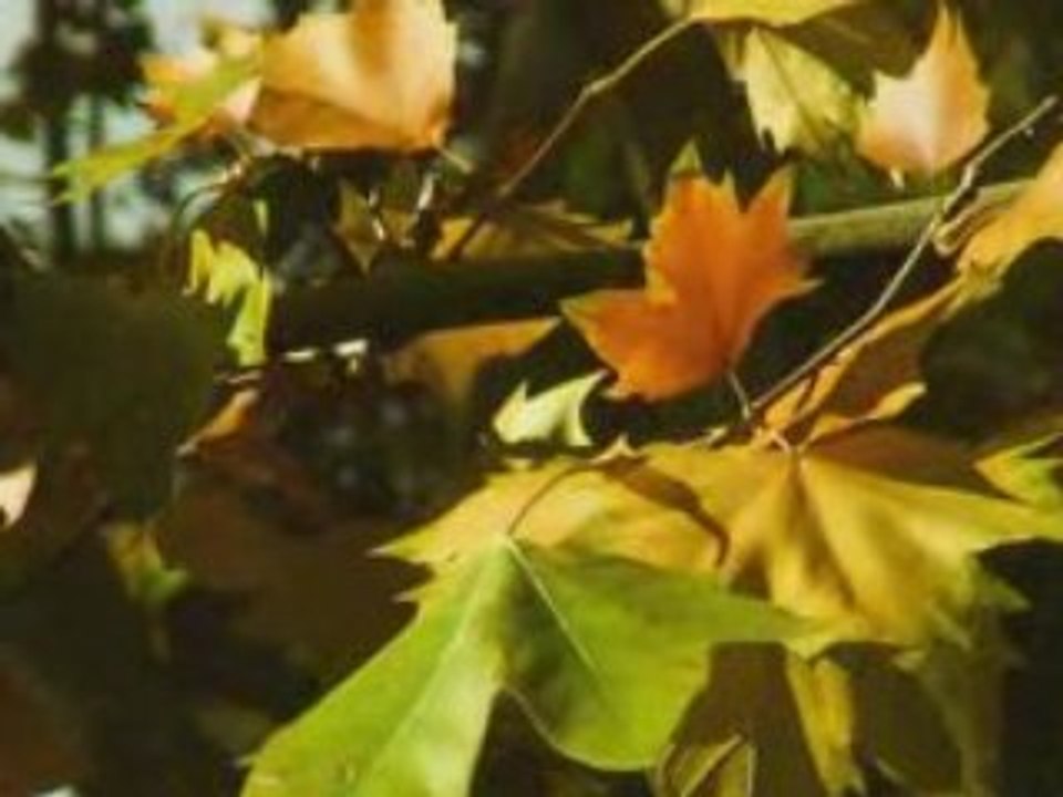 Otoño - Fall