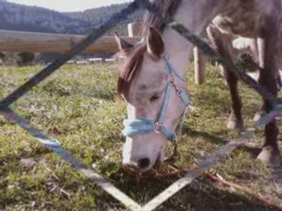 Cours d'obstacle du 23/11/08