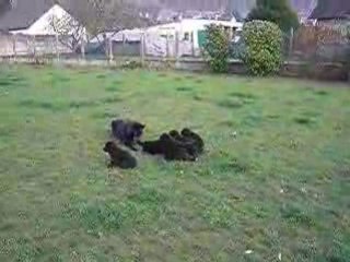 chiots de 6 sem, 1ère leçon d'obéissance