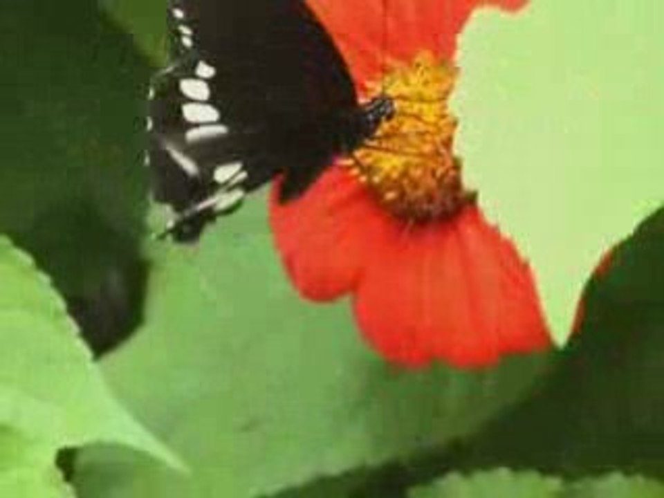 papillon