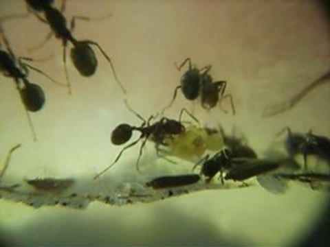 fourmis MESSOR FRABRICANT DU PAIN DE FOURMI