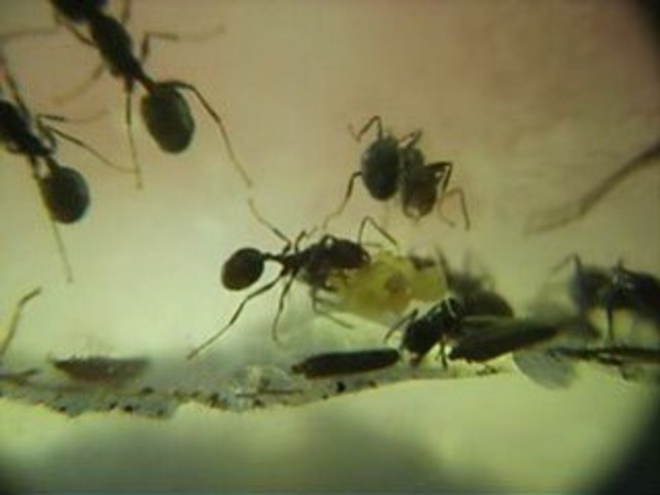 fourmis MESSOR FRABRICANT DU PAIN DE FOURMI