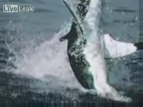 L'attaque Des Grands Requins Blancs