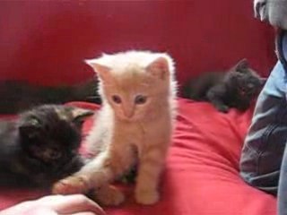 Le réveil des chatons (encore chez leur maman)