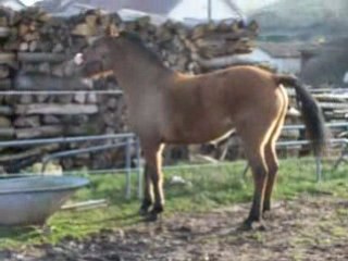 Pin'Up qui fait la conne x)