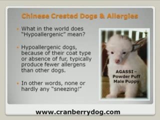 Chinese Crested Dogs are Allergy-Free and a Lot of Fun.