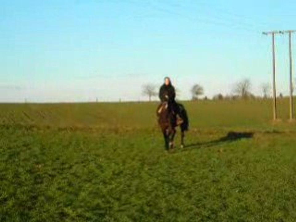 Galop de reine