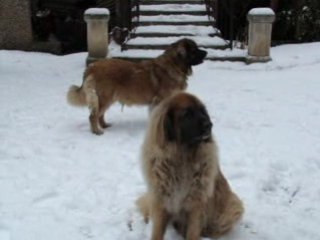 Vidéo 28 Novembre 2008 006