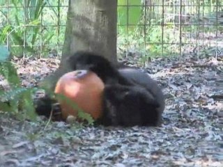 TIGERS LEOPARDS vs Pumpkins!