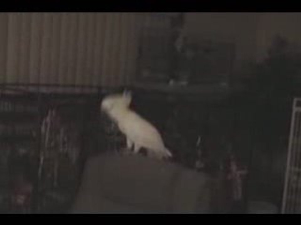 Un perroquet qui chante et danse ... MDR