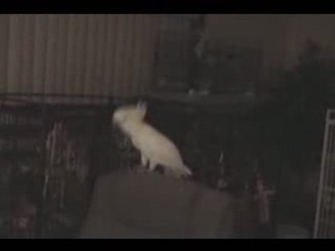 Un perroquet qui chante et danse ... MDR