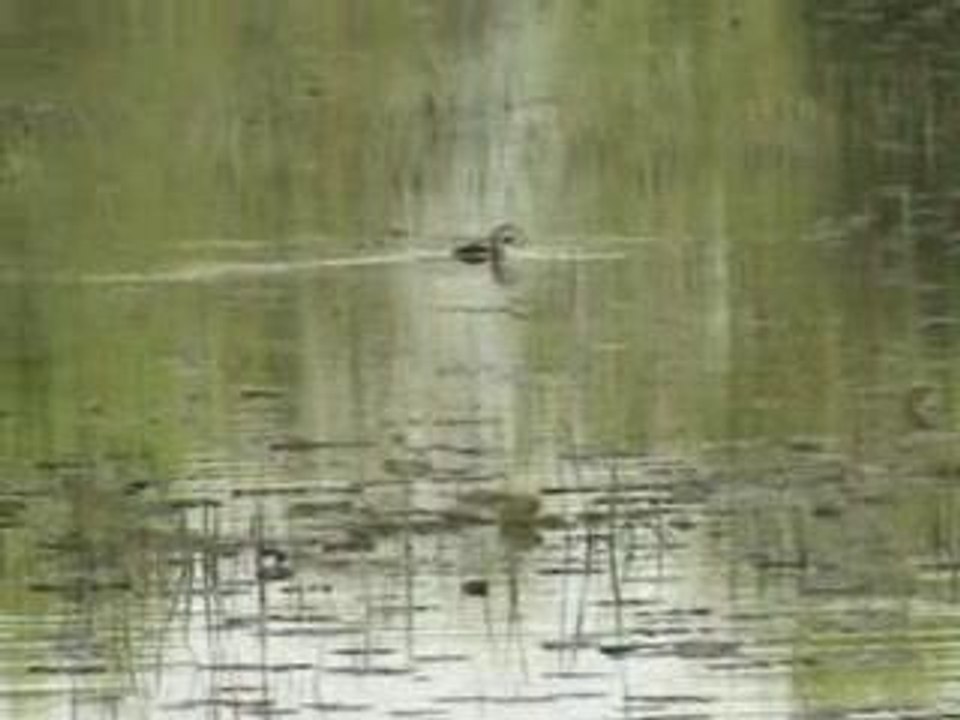 canard
