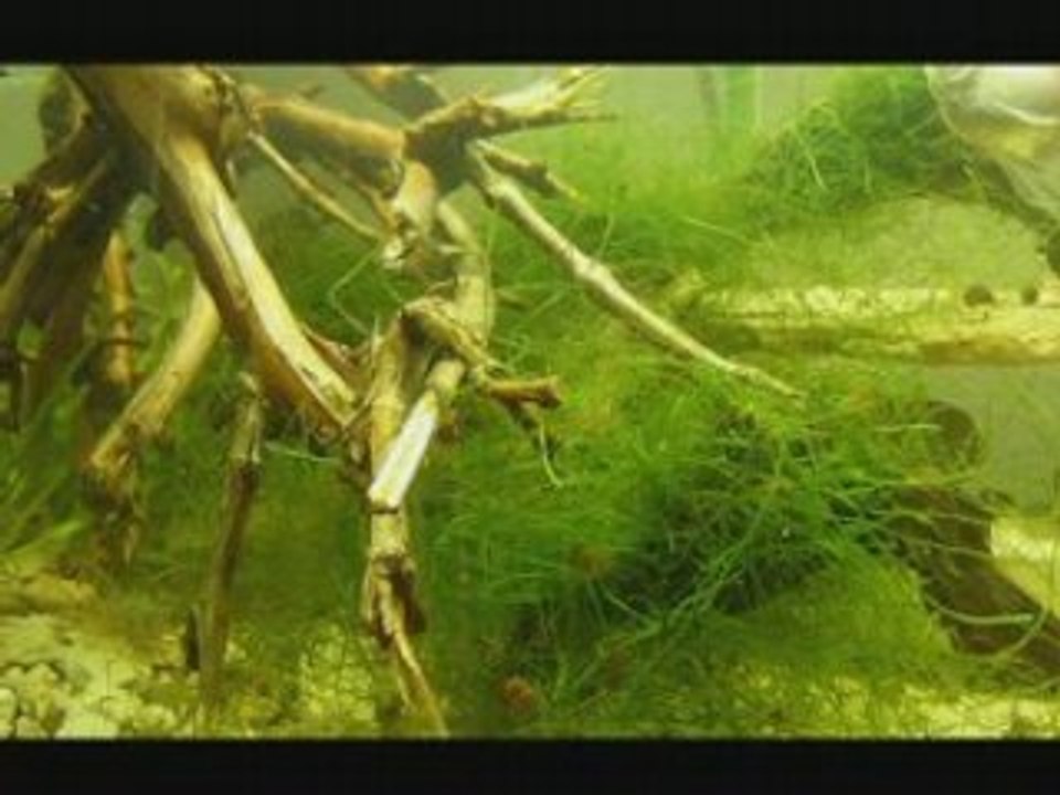 Akvarium