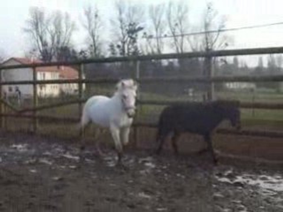 FICELLE & NINI AU PADDOCK.