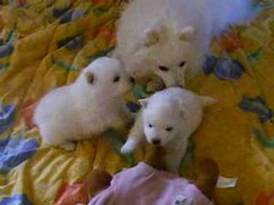 Susu découvre les  bébés
