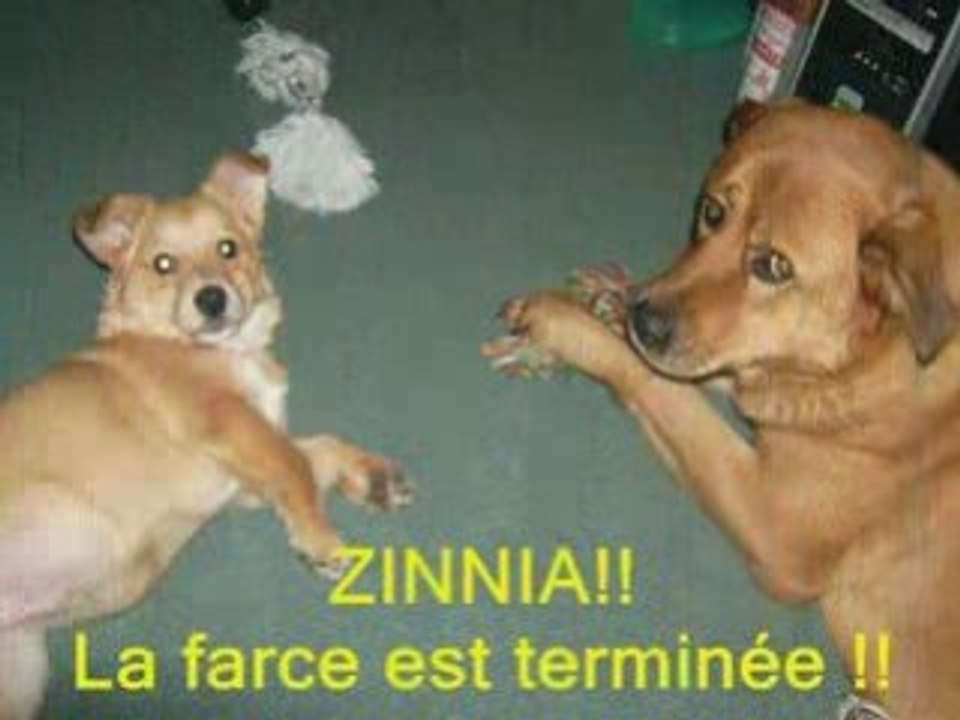 Zinnia et Drako  2