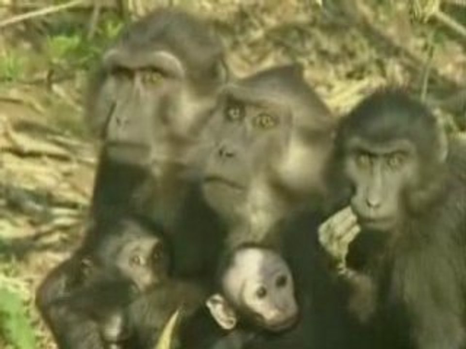 L'avis des singes sur les impots !