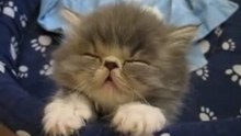 котик засыпает