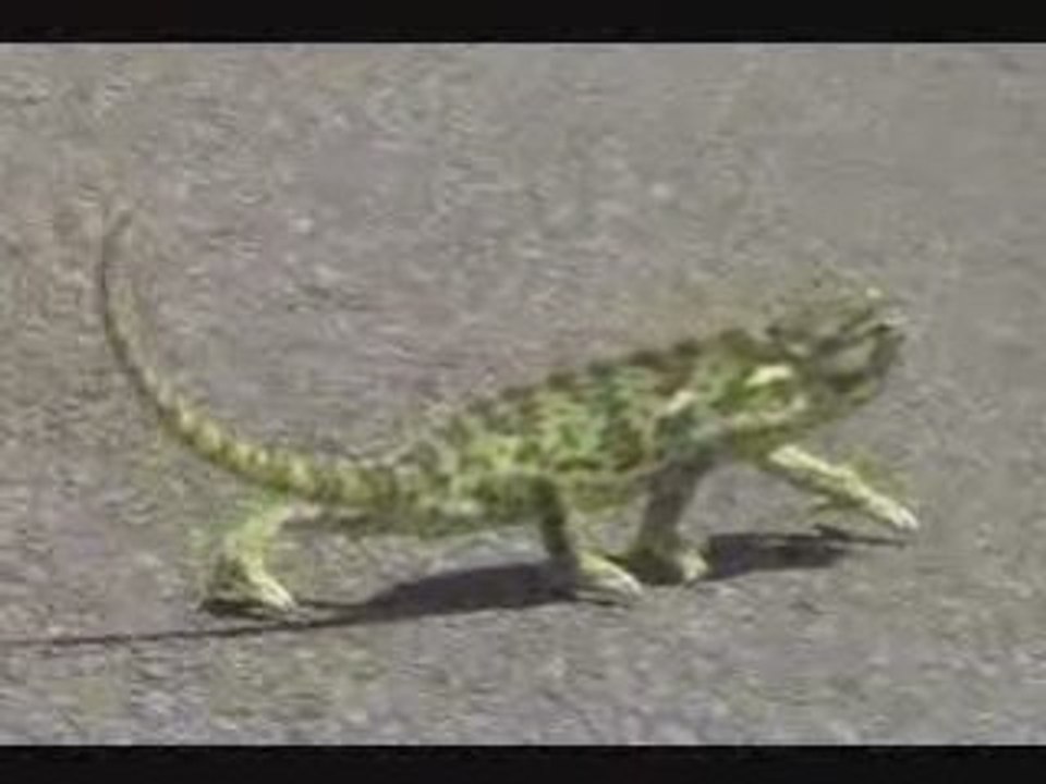 Chamaeleon in da club