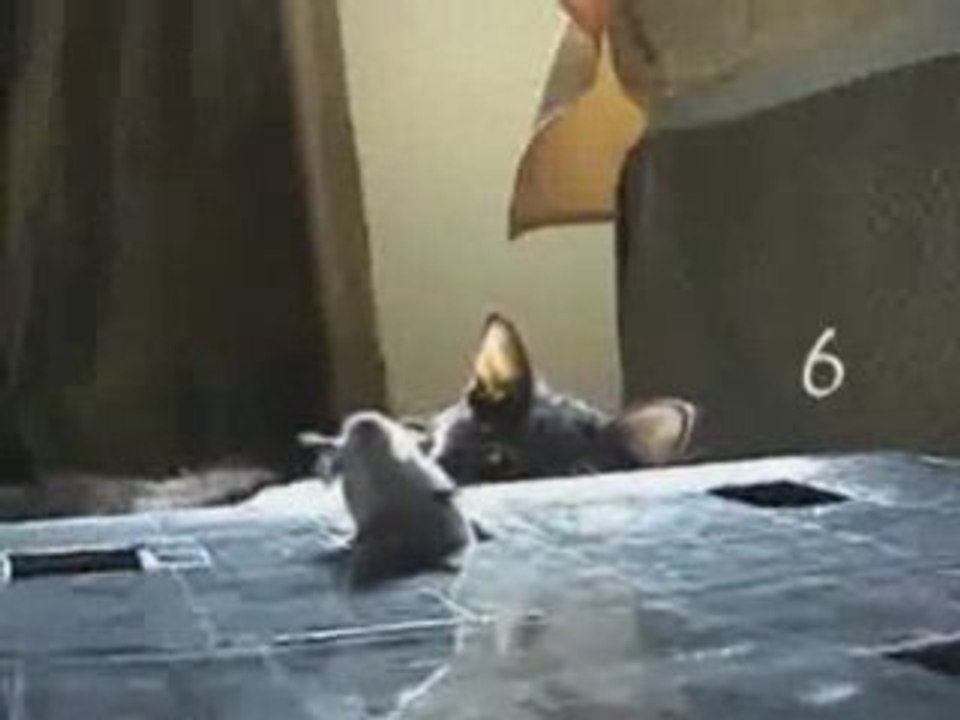 premier jeu pour chat