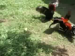 WOW LEGS VS SWEATER ALBANY