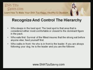 Training A Shih Tzu Not To Be Demanding