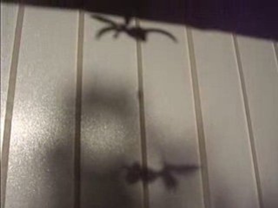 novembre 2008 theatre d'ombres