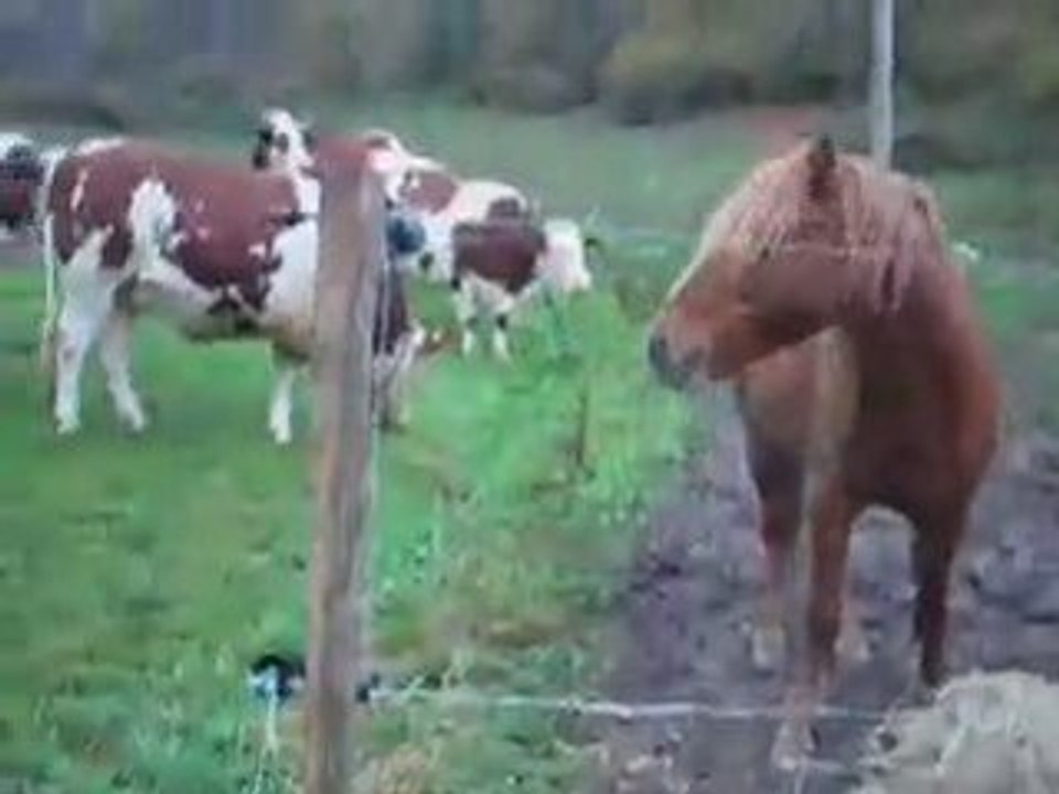 Hooker&cows