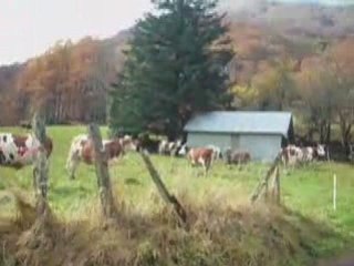 Au-revoir les vaches...