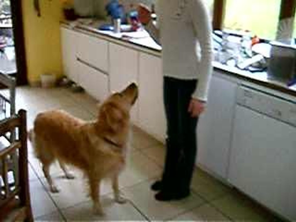 tuc mon chien
