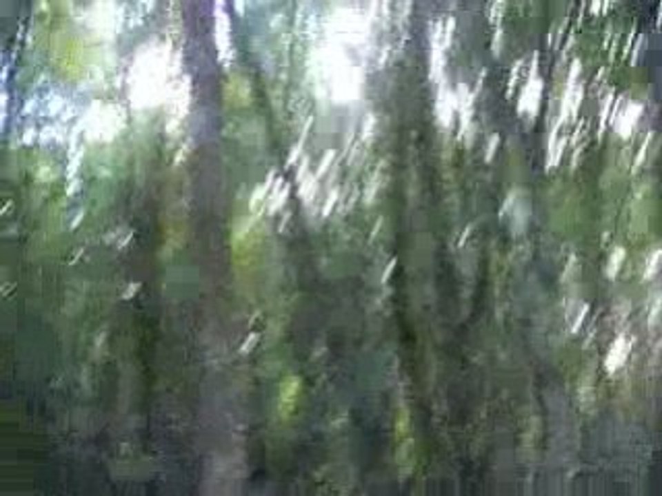 forêt