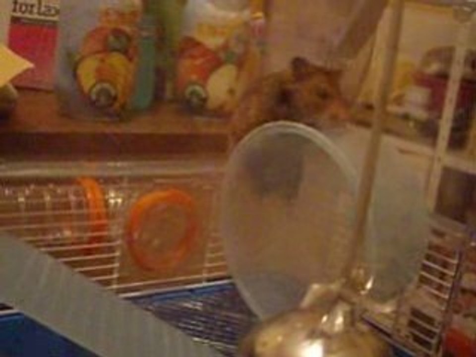 Dolby mon hamster