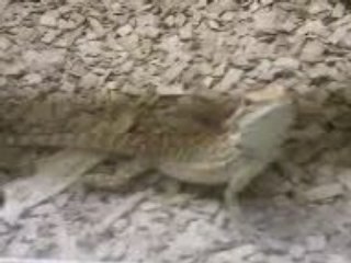 mon pogona