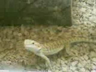 mon pogona