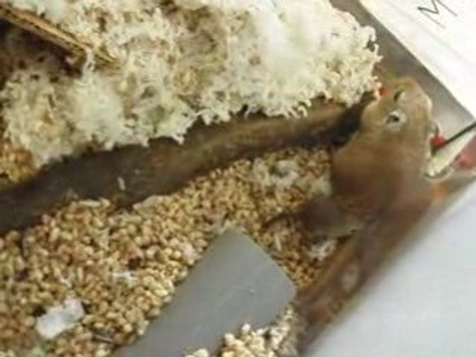 Vanille et deux de ses bébés