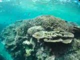 石垣島米原のサンゴ礁