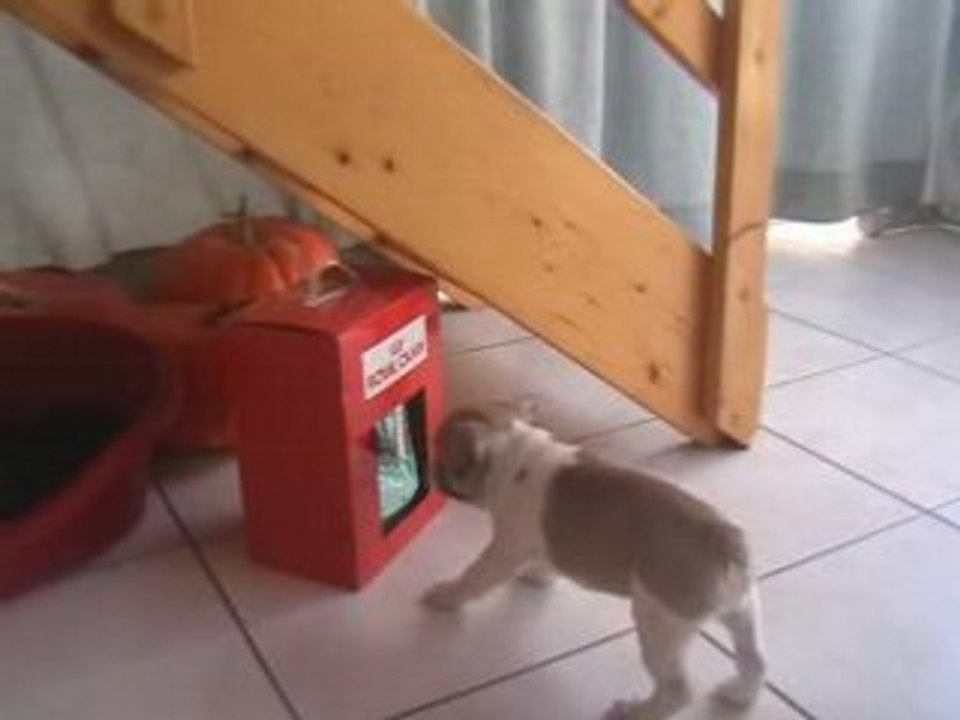 Daiko et ses croquettes