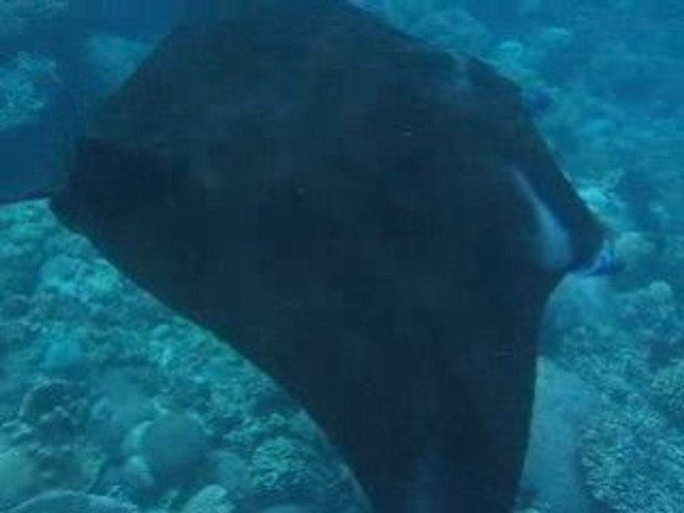 Manta 3