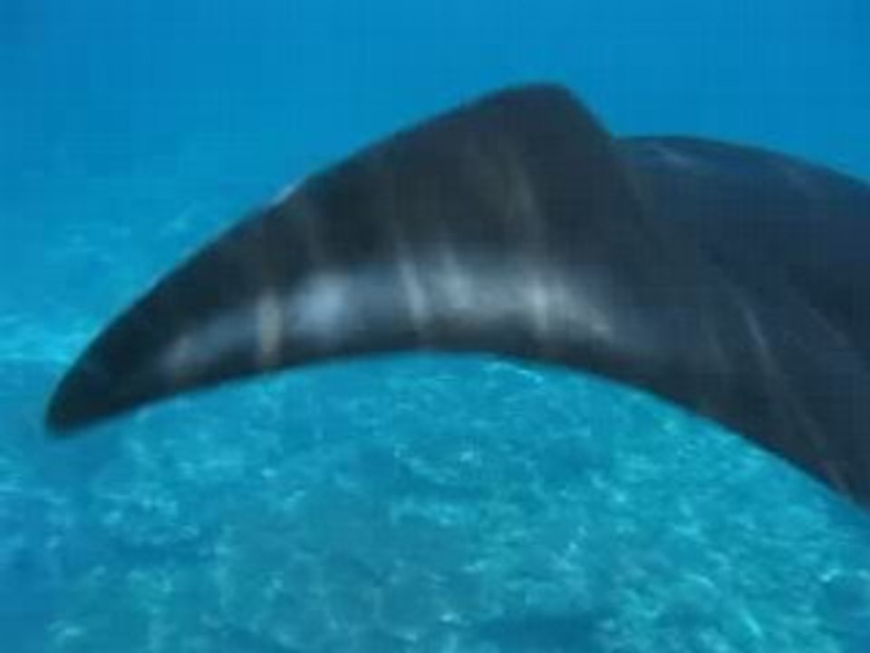 Manta 4