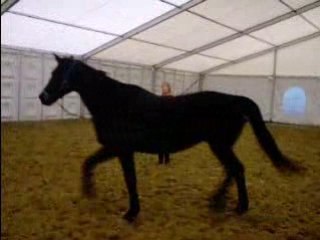 Orchidée-jeux du cercle