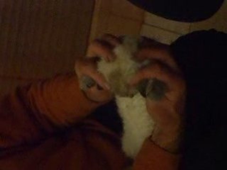 Chat Moustique Hypnotique