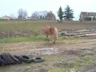 2008.11.29_Samson tire pneu pas