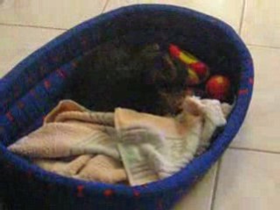 mon chien exisité !!!!