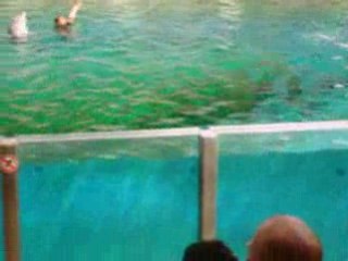 Vidéo danse ...de dauphins